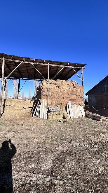 Корма для с/х животных: Чуй ичи доставка бесплатно. Экинчи кос беде. Сено в тюках — 8