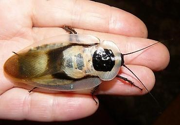 насекомые купить: Продаю Blaberus craniifer (кубинские тараканы, "мертвая голова") — 3