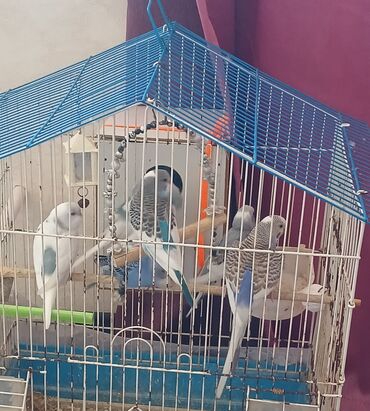 tovuz qusu satilir: Papuqaylar satilir hazir cute duwmuw ve 5 balasi. umumi 7 eded