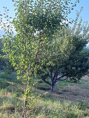 Продажа коттеджей и домов: Дом на Иссык-Куле!!! Продается просторный дом на участке 36 сотых at lalafo.kg — 32 Продажа коттеджей и домов: Дом на Иссык-Куле!!! Продается просторный дом на участке 36 сотых — 32