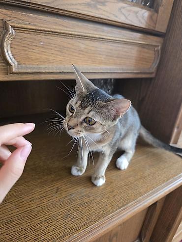 абиссины: Продам котёнка! 🐱 Очень активный, игривый и энергичный малыш — 1