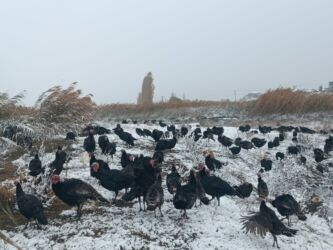 сколько стоит 1 кг домашних пельменей: Идиюк домашний 6/7 кг эт чыгат at lalafo.kg сколько стоит 1 кг домашних пельменей: Идиюк домашний 6/7 кг эт чыгат