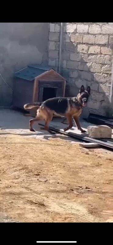 İtlər: Alman çoban iti, 1 il, Erkek, Peyvəndli, Ünvandan götürmə