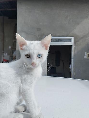 Türk anqora, Yaxşı əllərə lalafo.az -da Türk anqora, Yaxşı əllərə