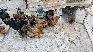 курен: Продаю | Петух | Домашняя | Для разведения — 3