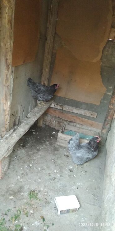 kəsilmiş toyuqlar: Sağlam toyuqlardı 2 si 40 manat