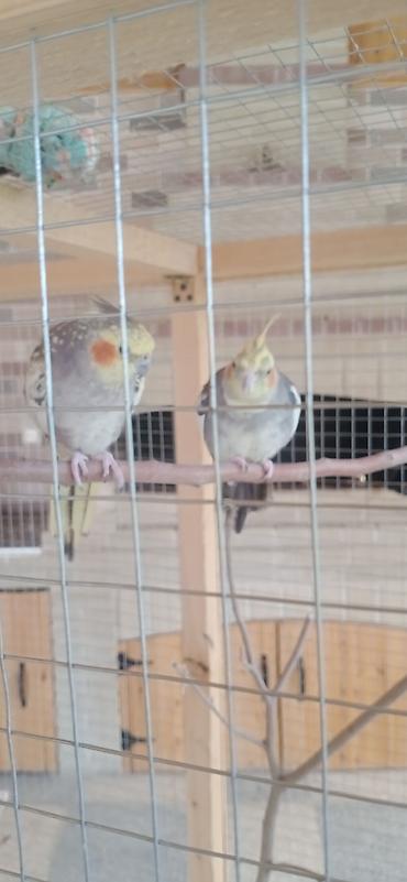 heyvanlar quslar: Böyük ölçülü quş volyeri/sərgisi - Material: möhkəm taxta karkas, sıx — 2