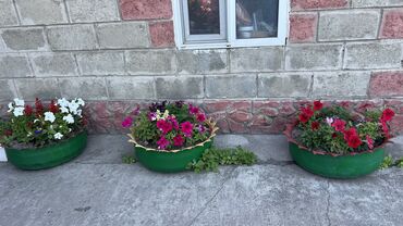 садовый дом: Горшки с шин для цветов и растений. Без красок 250сом Крашенные