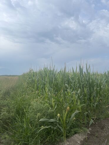 продаю гидромолот: Кукуруза Оптом, Самовывоз