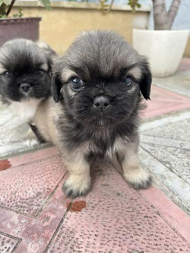 İtlər: Pekines — 6