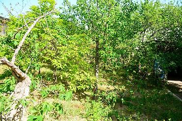 bağca satılır: Bağ evi və torpaq sahəsi - Geniş həyət: yaşıllıqla əhatəli, meyvə — 8