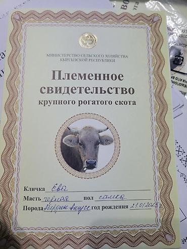 медогонку купить: Продаю | Корова (самка) | Для разведения | После отела — 10