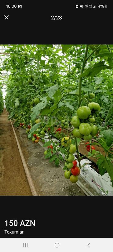 Toxumlar: Məhsul: Toxumlar – ALIZE F1 qarpız toxumu - Brend: KNOWN-YOU SEED — 1