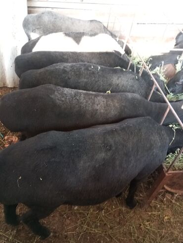 продаю музоо торпок корова самка бык самец айрширская ангус алатауская на забой для разведения на откорм племенные нетель привязанные: Сатам | Ургаачы кой (ургаачы) | Көбөйтүү үчүн | Асыл тукумдуу