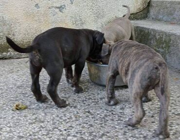 Psi: Američki Buli Poket štenci Prodajem štence rase American Bully Pocket — 10