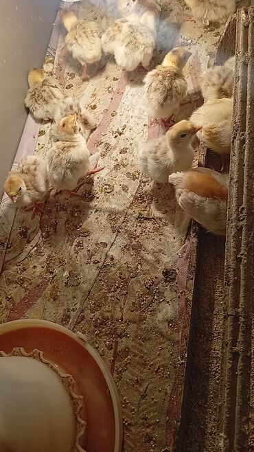 Hinduşka: Qırmızı kanada Hinduşka balalarının satışı başlayıb hər həftə olacaq — 1