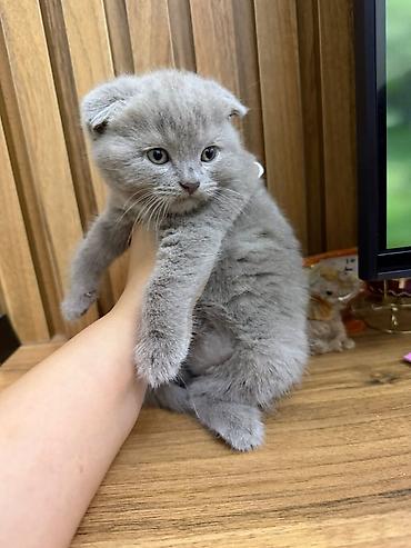 Животные: Шотландская вислоухая — 2