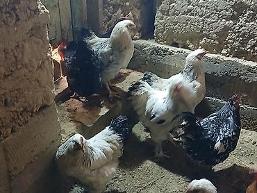 Куры, петухи: Продаю | Куры | Домашняя | Для разведения — 6