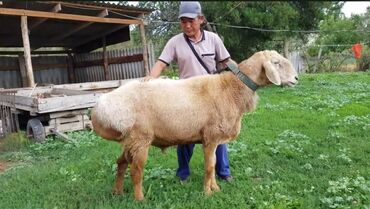 рамановские овцы: Сатам | Кочкор (эркек) | Арашан | Көбөйтүү үчүн