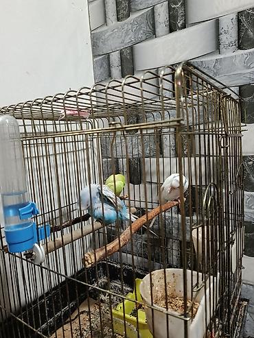 quş adları: Məhsul: Bakı quş qəfəsi və aksesuarları ilə birlikdə üç xanımcıq — 2