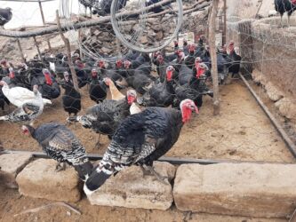 домик для кот: Продаю | Индюшка (самка) | Черный принц, Северокавказская | На забой | Племенные