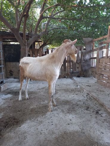 keçi çəpiş: Erkək, Zanen, il: 2, 90 kq, Damazlıq