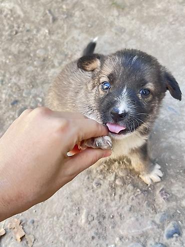 собаки для охоты: Кучукторго уй керек🐶Бишкек новопавловка — 2