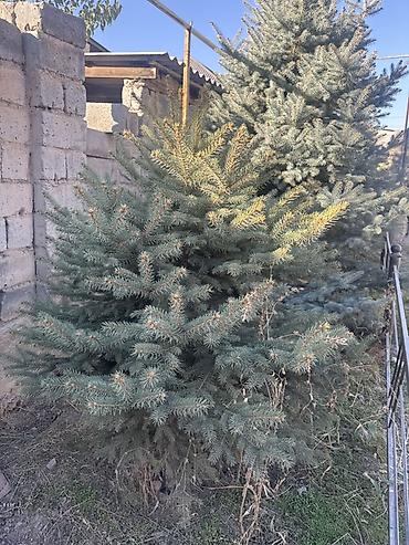 секатор сучкорез: Ель голубая (Picea pungens, Blue Spruce) — взрослые декоративные — 1