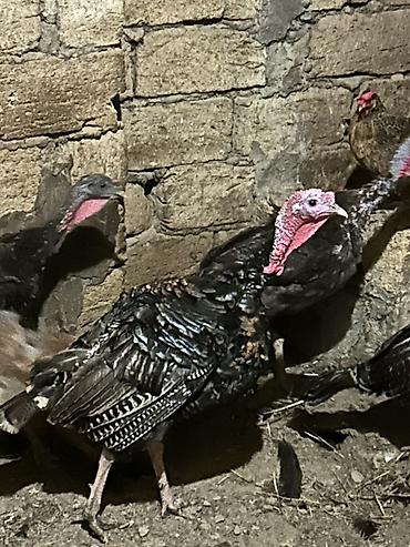 Erkək, Ətlik