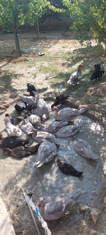 çöl quşu: Temiz qan lavadalar satlir