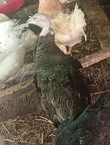 Digər quşlar: Salam özümun inqubatordan cixardiglarimda var aldığında içində — 6