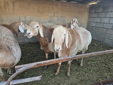рабочий тайган: Продаю | Баран (самец) | Арашан | На забой, Для разведения | Племенные, Осеменитель