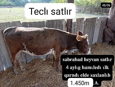 ev heyvanlarının satışı: Tecili satılır: inək - Yer: Sabirabad - 4 aylıq hamilə - İlk qarındı — 1