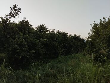 Torpaq sahələrinin satışı: 2000 sot, Kənd təsərrüfatı, Mülkiyyətçi, Kupça (Çıxarış) — 4