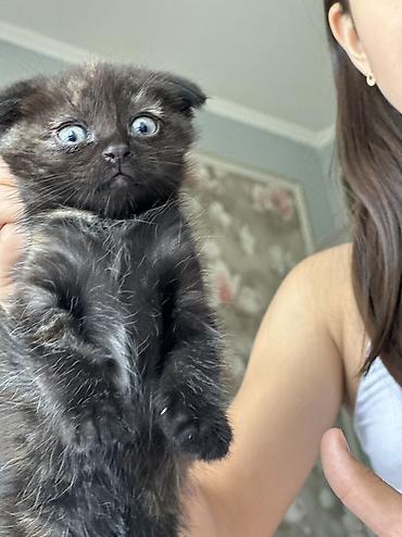 кошки британцы цена: Котята черепахового и дымчатого окраса - Помёт из нескольких котят с — 4