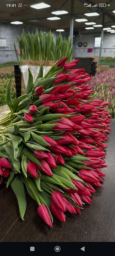 Букеты из живых цветов: Тюльпаны с собственной теплицы - Срезанные свежие тюльпаны прямого at lalafo.kg — 10 Букеты из живых цветов: Тюльпаны с собственной теплицы - Срезанные свежие тюльпаны прямого — 10