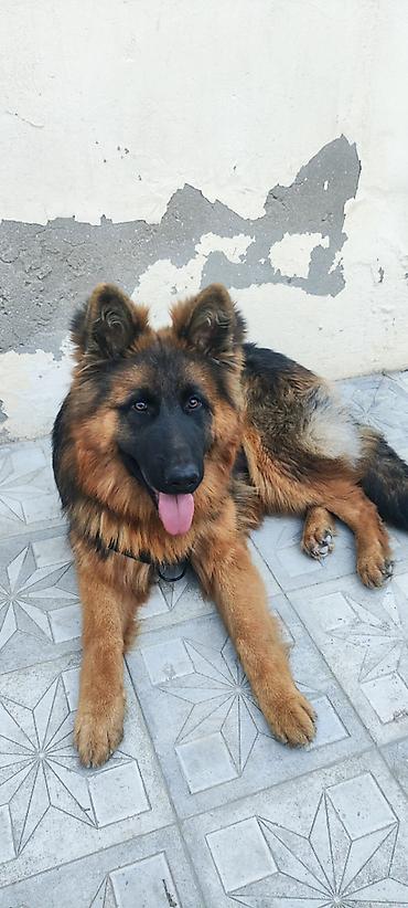 barter itlə: Alman çoban iti, Erkək — 3