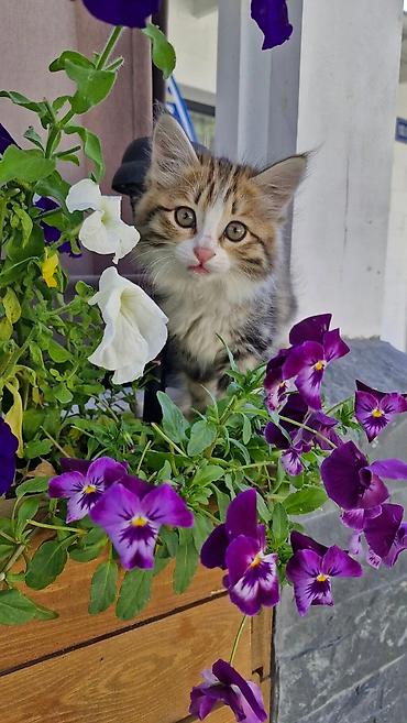 Продажа коттеджей и домов: Коттедж в Чайка Резорт. Вторая линия от берега в центральном квартале — 22