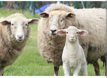 меринос овцы: Куплю | Бараны, овцы | На забой, на мясо