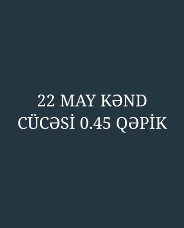 toyuq cucə: Toyuq cücələri, Damazlıq
