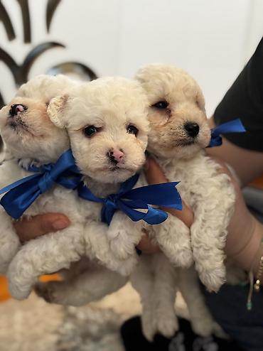 İtlər: Pudel, 2 ay, Erkek, Ödənişli çatdırılma — 1