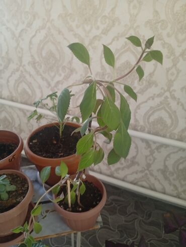 Другие комнатные растения: Представляем коллекцию комнатных растений, включающую несколько видов — 14