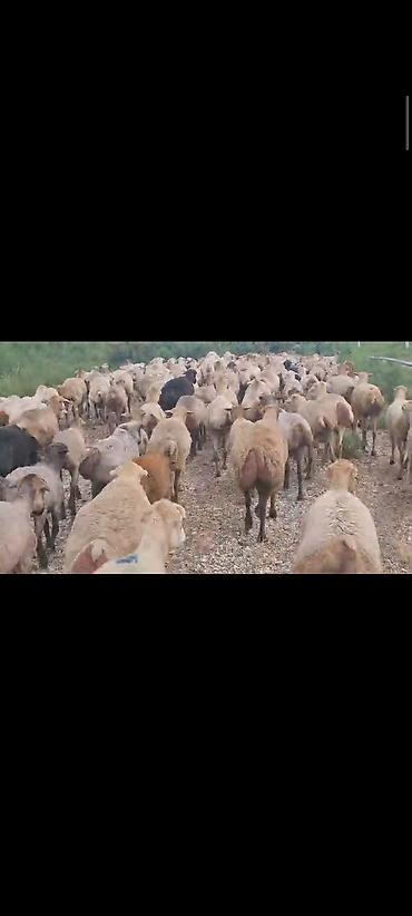 Mal-qara: Dişi, il: 1, 60 kq, Damazlıq, Ünvandan götürmə — 2
