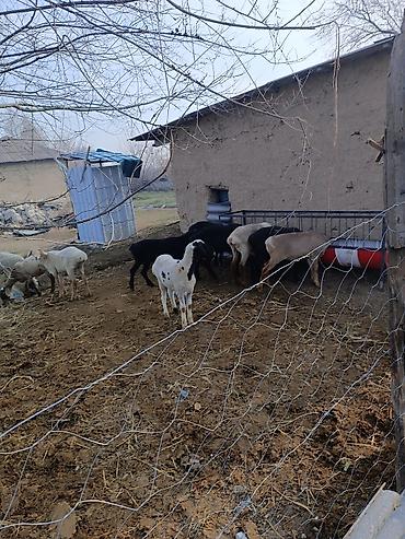 Баран, овца: Продаю | Овца (самка) | Полукровка | Для разведения | Ярка — 6