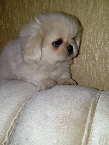 İtlər: Pekines, 2 ay, Dişi, Peyvəndli