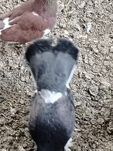 Göyərçinlər: Məhsul: Qüvərcinlər (dekorativ və uçuş növləri) Təsvir: - Rənglər — 4