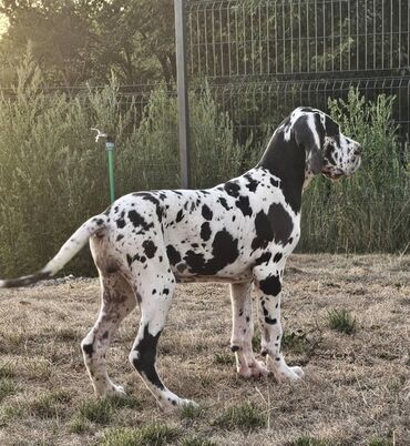 Psi: Dostupne dve zenke nemacke doge, crna i harlekin, izlozbenog — 1