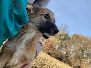 Отдам даром собаку: Щеноки бардер-колли, среднего размера . умные,домашние,мальчики.6 — 2