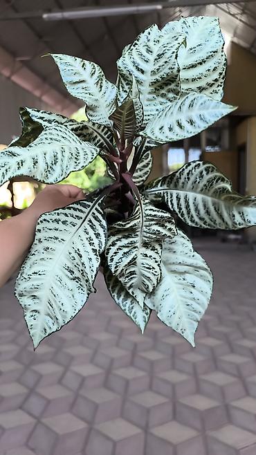 алоэ цветы: Аглаонема «Серебряный рисунок» (Aglaonema pictum/commutatum — 1