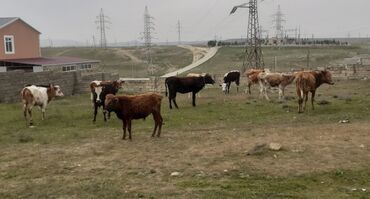 etlik dana: Dişi, Holsteyn, Simental, il: 1, 100 kq, Ətlik, Damazlıq, Südlük, Ödənişli çatdırılma, Ünvandan götürmə